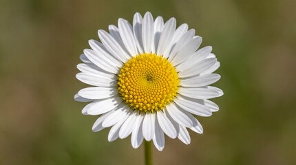 Fototapeta premium White daisy flower with yellow center, displaying delicate petals and intricate details, set against a soft green blurred background in a natural outdoor environment