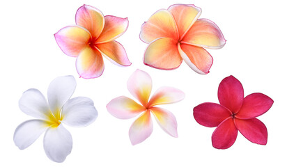 a collection of vibrant plumeria flowers in various colors, including white, pink, orange, and red, isolated on a transparent background, perfect for tropical themes and designs. © Lee