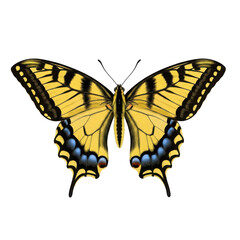 Fototapeta premium A vibrant eastern tiger swallowtail butterfly with intricate wing patterns and colors.