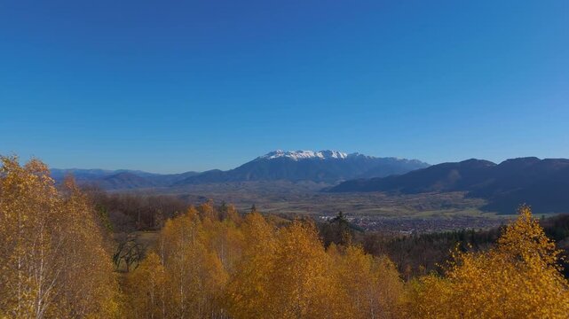 Breathtaking Swaying Golden Birch Trees and Snow Capped Bucegi Mountains over a Scenic Valley in Windy Autumn Poiana Marului Cinematic Ascending to Hover Drone Shot 4K Graded