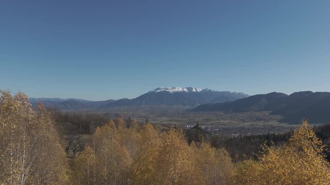 Breathtaking Swaying Golden Birch Trees and Snow Capped Bucegi Mountains over a Scenic Valley in Windy Autumn Poiana Marului Cinematic Ascending to Hover Drone Shot 4K Ungraded Log