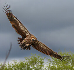 Obraz premium White-backed vulture in full flight over the African savanna with a dramatic cloudy sky.