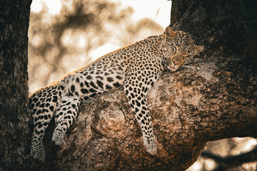 Majestic African leopard sleeping peacefully on a thick tree branch in the warm golden light of sunset