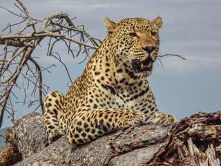 Fototapeta premium Majestic African leopard (Panthera pardus) resting on a fallen tree trunk in the savanna with mouth slightly open.