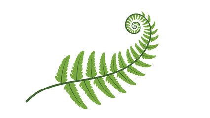Obraz premium Simple vector illustration of a single green fern frond uncurling, isolated on a clean and bright white background.