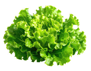 A vibrant, crisp head of green leaf lettuce with frilly edges