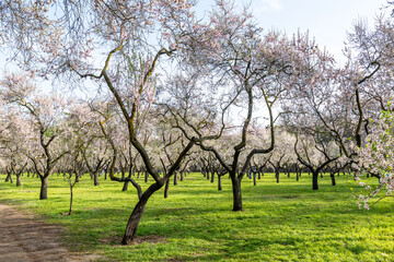 Fototapeta premium Madrid, Spain - March 02, 2026: people walking or resting in the public park called Quinta de los Molinos with the almond trees in bloom in Madrid, Spain