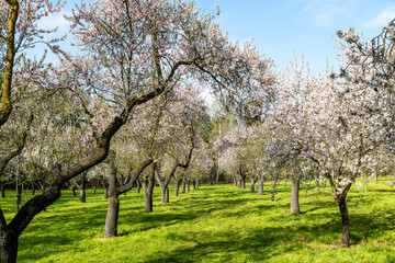 Madrid, Spain - March 02, 2026: people walking or resting in the public park called Quinta de los Molinos with the almond trees in bloom in Madrid, Spain