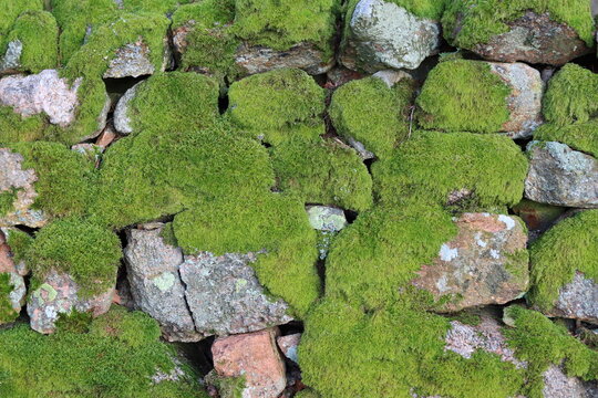 Thick green moss covering a section of dry stone wall