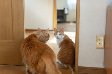 仲良く座る可愛い二匹の猫