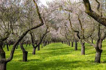 Fototapeta premium Madrid, Spain - March 02, 2026: people walking or resting in the public park called Quinta de los Molinos with the almond trees in bloom in Madrid, Spain
