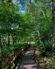 Obraz premium 戦場ヶ原 新緑と木道 (日本 栃木県日光市)