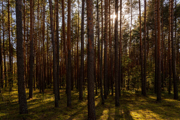 Obraz premium Sunrise or sunset in tall pine forest with long shadows on mossy ground. Nature landscape for tranquility and wilderness. Natural scenic view for wallpaper design.