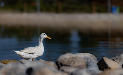 Obraz premium White Duck on Rocky Lake Shore - Peaceful Nature Photography