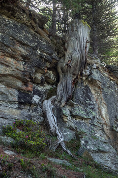 Tronc d' arbre tortur&eacute; &agrave; l' alpage de Grat , Saint Niklaus ,Valais , Suisse