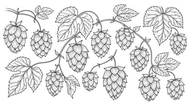 Detailed black and white botanical illustration of organic hop cones and leaves growing on a vine for brewery.