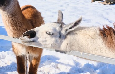 Fototapeta premium A white llama in an open-air enclosure at a zoo in winter.