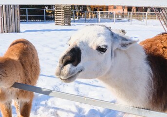Fototapeta premium A white llama in an open-air enclosure at a zoo in winter.