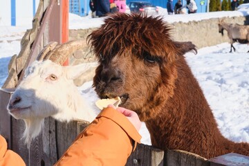 Fototapeta premium A brown alpaca in an outdoor enclosure at a zoo in winter accepts treats from visitors.