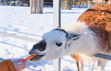 Fototapeta premium A white llama in an outdoor enclosure at a zoo accepts a carrot from visitors in winter.