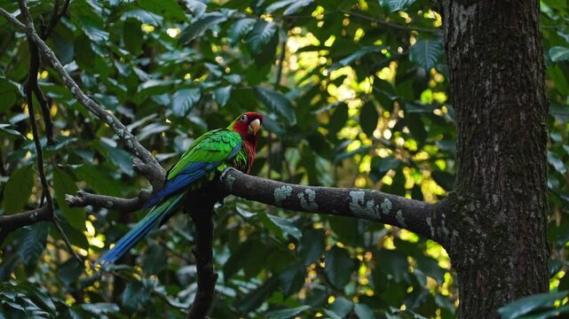 Green parrot perched on forest branch, red face plumage and long tail framed by dappled sunlight in dense canopy, still watchful pose, humid understory, textured leaves, ambient bird calls implied,