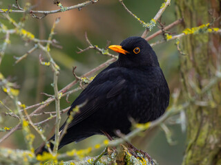 Fototapeta premium blackbird sitting on a tree branch in the forest in winter