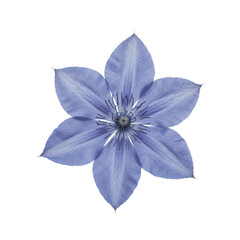 Exquisite close-up of a lavender clematis flower in full bloom isolated on white background