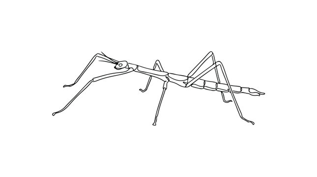 Line Drawing of a Stick Insect on a White Background.