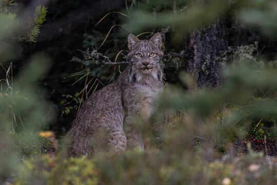 Bobcat in Jasper National Park