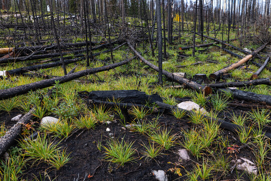 Fire charred trees in Jasper National park.