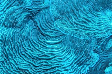 Organic texture of Whitestar Sheet Coral - Agaricia lamarcki. Hard coral as an abstract background