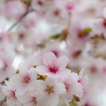 Pink cherry blossoms close up &ndash; spring social media square background