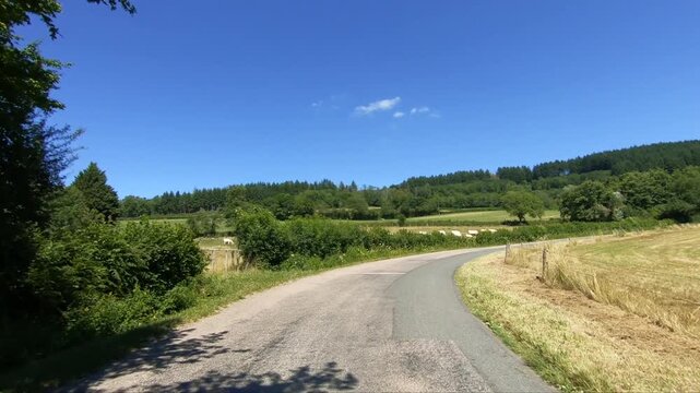 Winding rural road through lush green fields and pastures in the Morvan region of France under a clear blue sky. Grazing cows and forested hills complete the peaceful summer landscape.