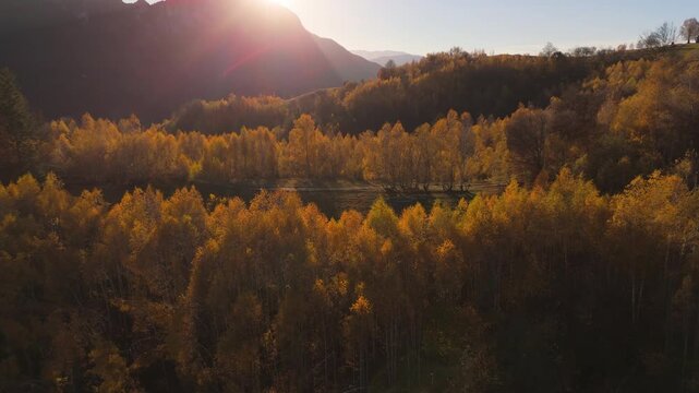 Radiant Aerial Flight Over a Golden Birch Ridge and Dirt Road Towards the Sunset in Poiana Marului Cinematic 4K Graded