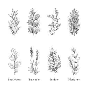 Black and white botanical of eucalyptus lavender juniper marjoram