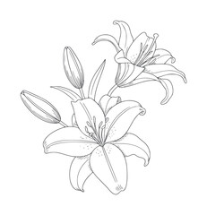 Obraz premium Delicate line of white lily flowers and buds bloom petal