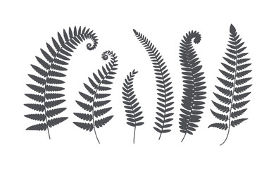 Obraz premium Six dark grey fern fronds in various unfurling stages white leaf plant nature