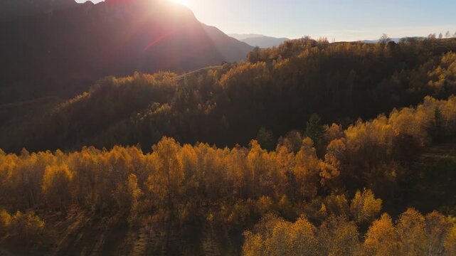 Glorious Continuous Aerial Flight Over Golden Birch Ridge Towards the Setting Sun in Poiana Marului Cinematic 4K Graded