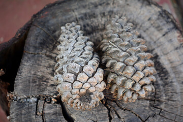Obraz premium Pine cones on a tree trunk.