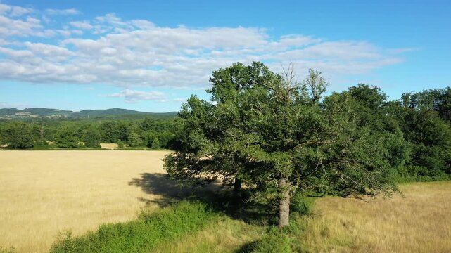 Lush green tree stands in a golden field under a blue sky in the Morvan countryside, France. Rolling hills and scattered clouds complete this serene rural scene.