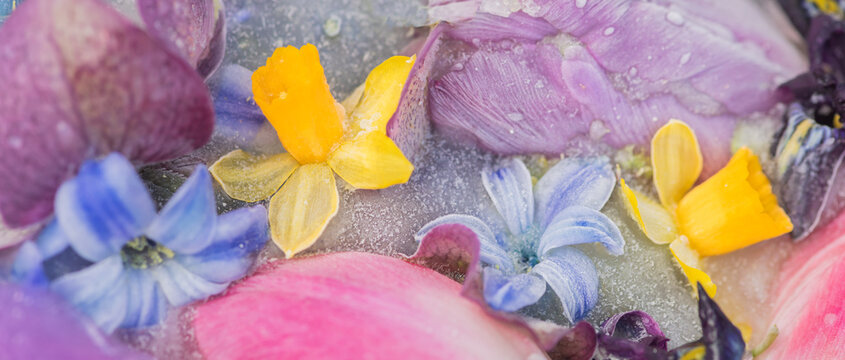 frozen floral mosaic with daffodil and hyacinth spring flowers in yellow and blue