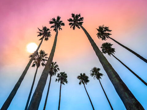 Ten palm trees and the bright sun against a pink, orange, and blue sky.