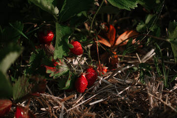 Garden bed full of big sweet strawberries in the sunny summer field. Fresh ripe harvest of bright berries on natural background. Healthy fruits from farm