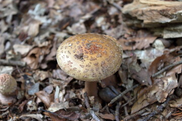 Amanita rubescens basidiomycete fruiting body in deciduous forest habitat