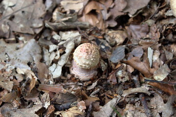 Amanita rubescens immature basidiomycete fruiting body in leaf litter