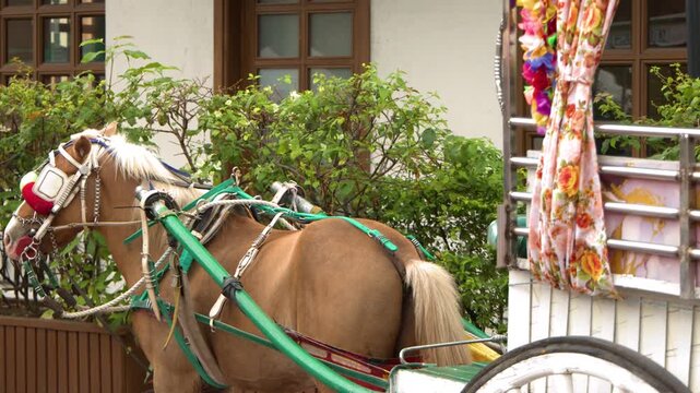 Traditional Filipino Kalesa Horse Carriage Parked Outdoors in Tagaytay Philippines