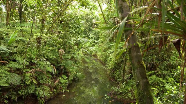 Lush Tropical Rainforest Stream Flowing Through Dense Jungle in Palau