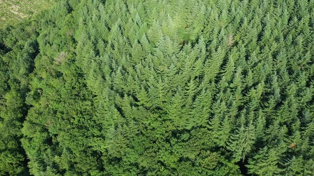 Drone shot of dense green forest in the Morvan region, showcasing a mix of coniferous and deciduous trees from above.