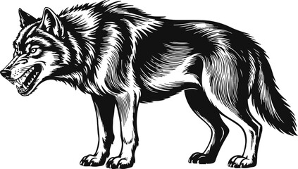 Obraz premium Fierce snarling wolf standing in aggressive posture with detailed fur texture illustration