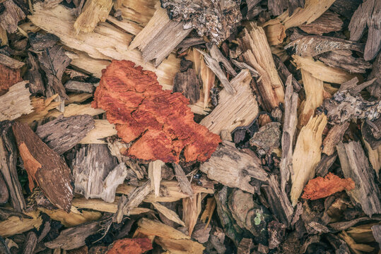 FOREST LANDSCAPES - Wood shavings on the ground